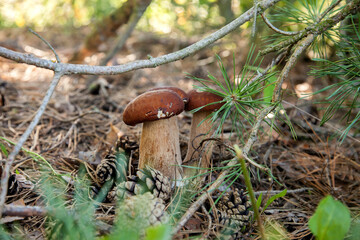 Triple porcini mushroom grows in pine tree forest at autumn season..