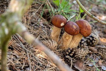 Triple porcini mushroom grows in pine tree forest at autumn season..