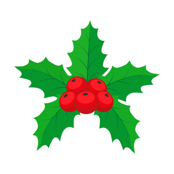 Christmas mistletoe. Holly leaves and berries. Color vector illustration in cartoon flat style. Isolated on white background.	