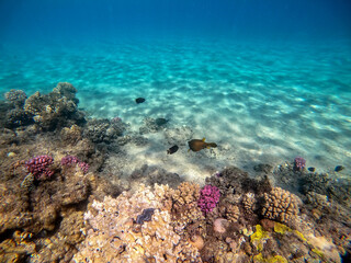 Fototapeta na wymiar Red Sea Toby (Canthigaster margaritata) at coral reef.