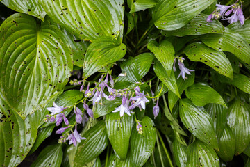 Blooming Hosta with damage leaves. Diseases of the garden plants.