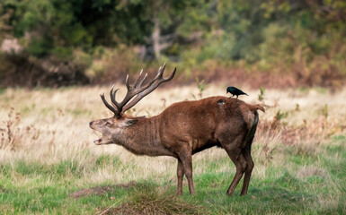 Red Deer Stag During the Rut