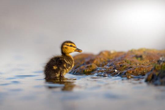 Northern Pintail  (Anas acuta)