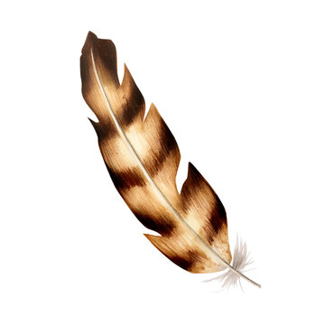 recommend clip art: Hand drawn feather with markers in watercolor style. Realistic boho illustration isolated on white background. Clip art for designers, cards