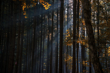 Beautiful forest in wich sunlight flashes through.