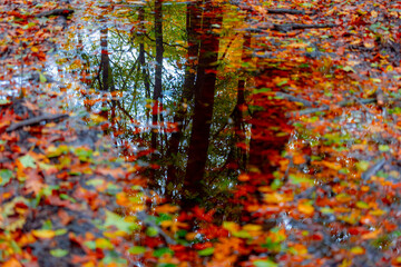 Obraz na płótnie Canvas Selective focus of puddle in the middle of nature path covered with orange brown leaves on the ground, Reflection of water with branches of the tree in forest and blue sky, Nature Autumn background.