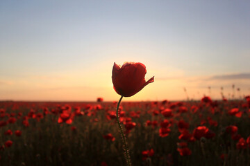 "Solitary Bloom: A Single Poppy at Sunset"