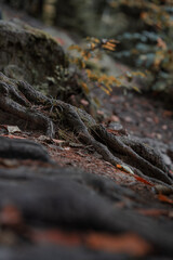 Beautiful forest path with roots and fallen leaves.