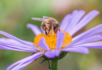 Honey bee Pollinates Aster alpinus or Alpine aster purple or lilac flower In a flower bed in the garden in summer. Purple flower like a daisy in flower bed