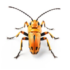 Soldier beetle