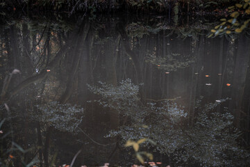 Beautiful forest in wich sunlight flashes through.