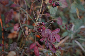 beautiful rose hips in the autumn