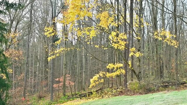 slowmo last leaves falling tree