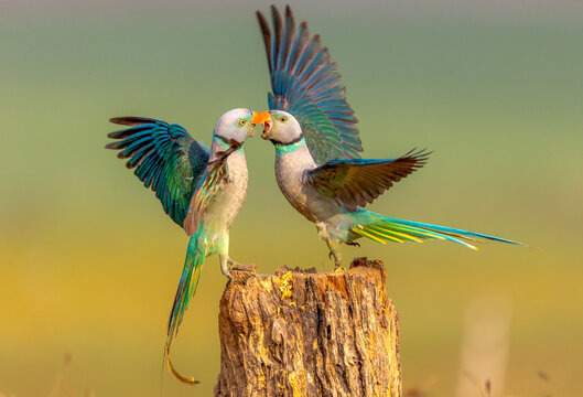 Malabar Parakeets