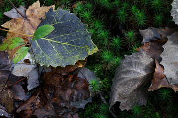 Forest Floor (2023)
