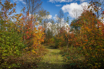 Autumn Perfection (2023)