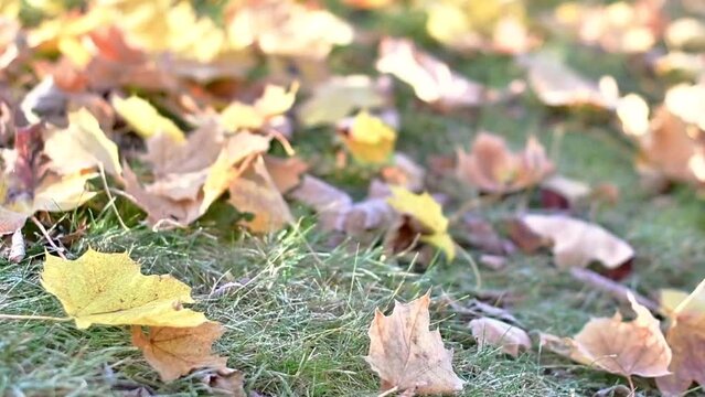 fallen frozen leaves reel video, cold weather, first frost