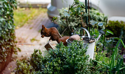 ein braunes Eichhörnchen Sciurus im Garten