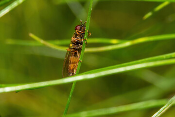 Dragonfly on green grass. Macro photo of insect on green grass.
