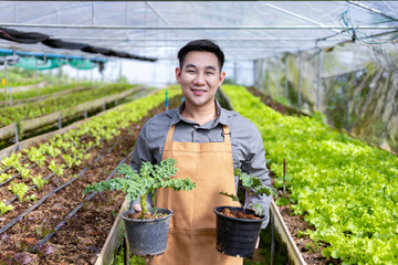 Portrait of asian local farmer growing salad lettuce in the greenhouse using organics soil approach for family own business and picking some for sale - obrazy, fototapety, plakaty