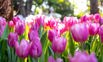 A group of brightly colored tulips, purple tulips are illuminated from the sun, the focus is soft in the garden.