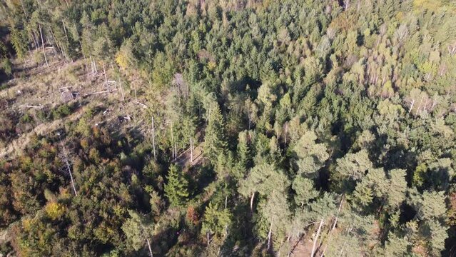 Aerial footage of Perlacher Forst pine forest. Forest in Bavaria bird view. Alpine forest drone image