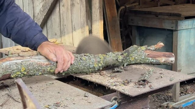 men's hands are sawing old withered trees on a circular saw