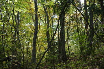 徐々に紅葉のはじまった色彩あふれる落葉広葉樹林