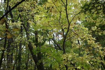 徐々に紅葉のはじまった色彩あふれる落葉広葉樹林