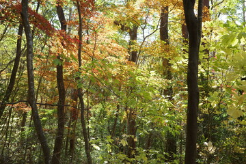 徐々に紅葉のはじまった色彩あふれる落葉広葉樹林