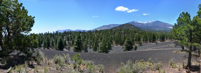 Panoramic view of fir trees and mountains in the background.