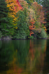 Pine Reflections (2023)