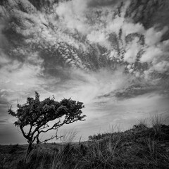 Black and white view of a tree with cloudy sky in the background