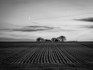 the landscape has two rows of plowed crops, one in black and white