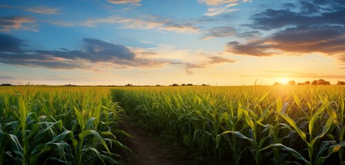 sunset beauty over corn field with blue sky and clouds landscape, agricultural background