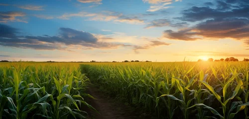 Poster sunset beauty over corn field with blue sky and clouds landscape, agricultural background © id512