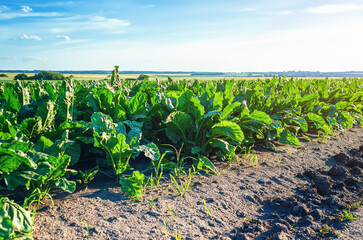 Green leaves of beets planted in the field. Sugar beet harvest
