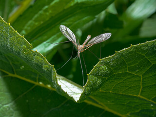 Mosquito on a leaf in the garden,