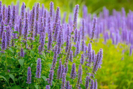 Selective focus of purple blue flower Korean mint in the garden, Blue Fortune or Agastache rugosa also known as wrinkled giant hyssop is an aromatic herb in the mint family, Nature floral background.