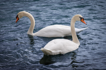 Swan Pair (2023)