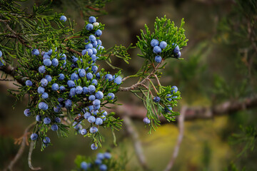 Juniper Berries (2023)