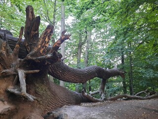 Fototapeta premium a beautiful tree fall down