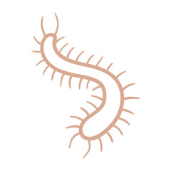 Centipede