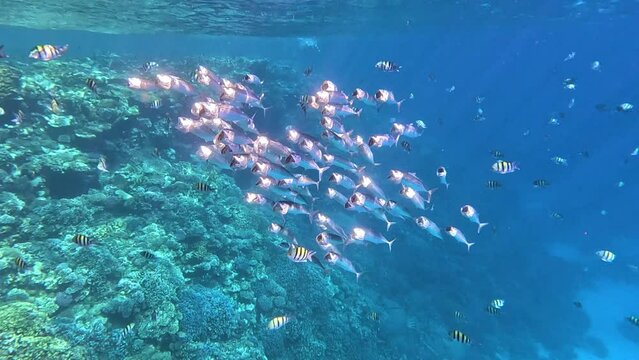 Underwater shot of a group of fish swimming in the ocean