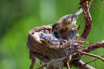 Streaked Fantail Warblers feed their chicks