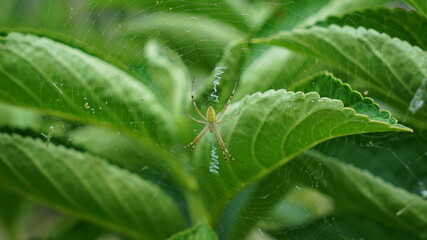 Obraz premium green spider on a spider web