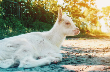 Fluffy white goat with horns on nature and sunlight