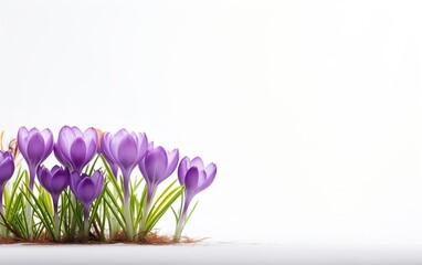 Happy start of spring poster. Beautiful purple crocus flowers isolated on white background. Copy...