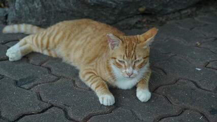 Lying Tired yellow striped wild cat