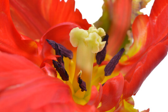 red parot tulip